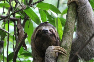 A Sloth